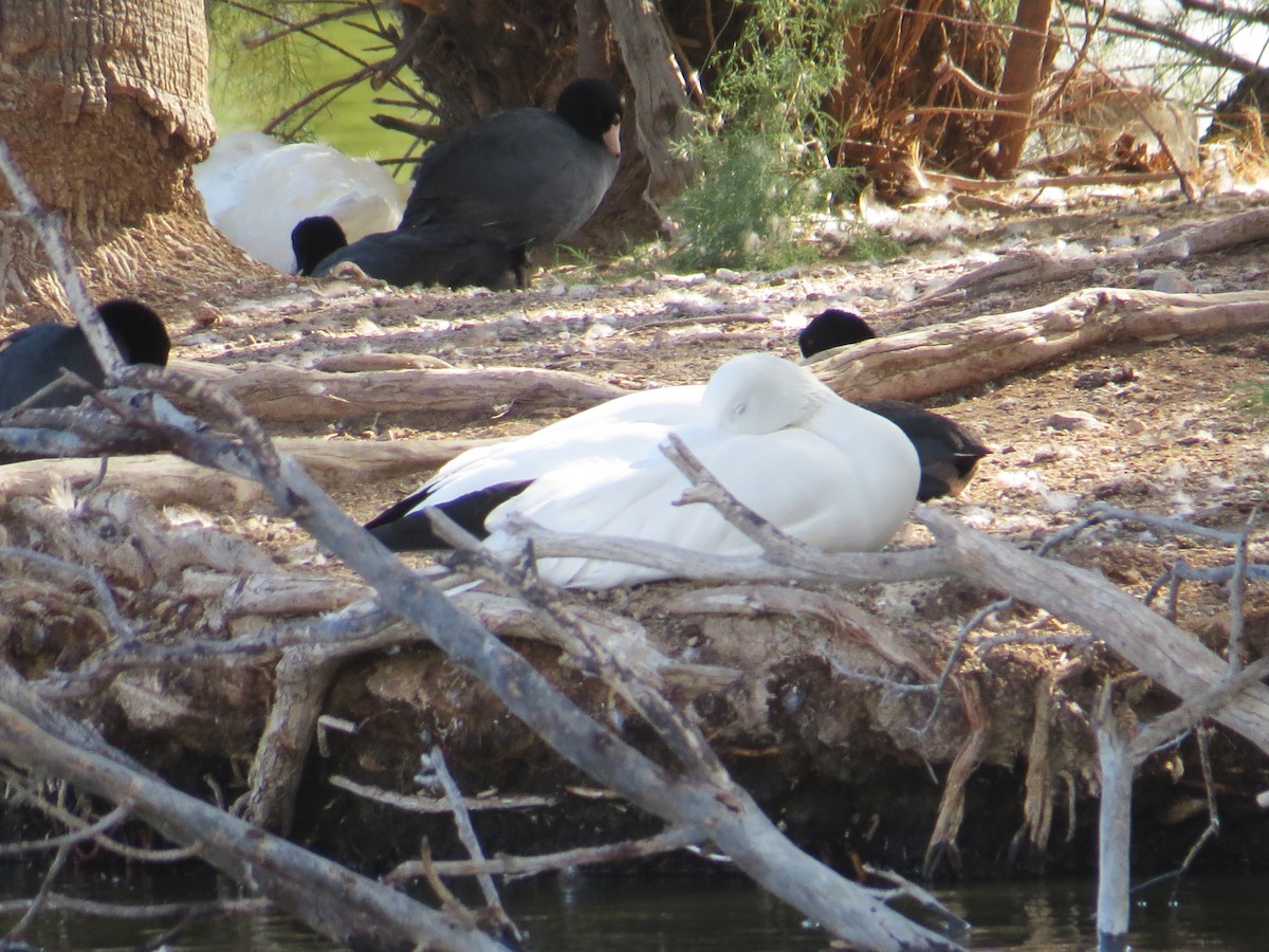 Snow Goose - ML643142784