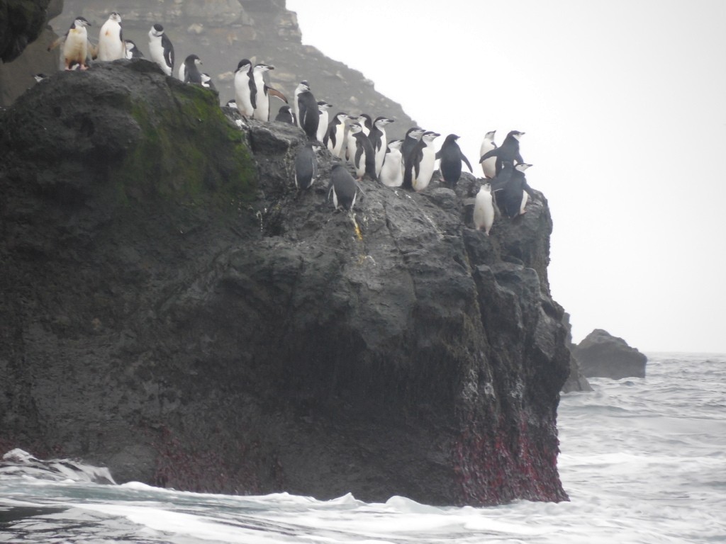 Chinstrap Penguin - ML643142790