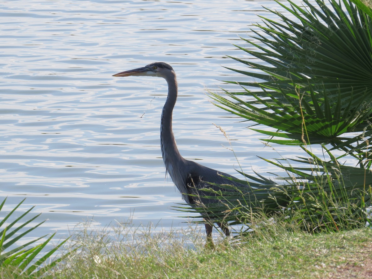 Great Blue Heron - ML643142802