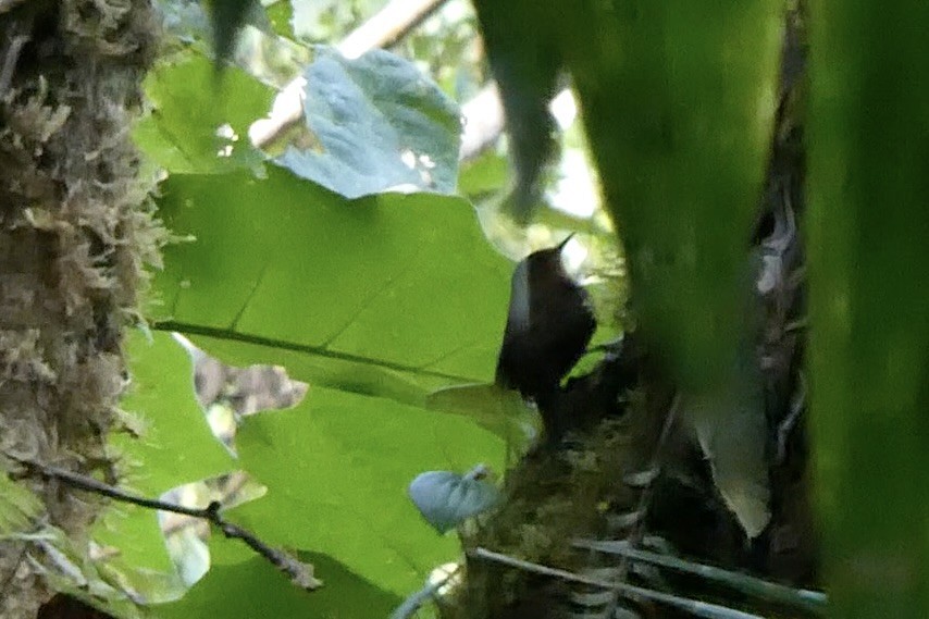 Spotted Barbtail - ML643142804