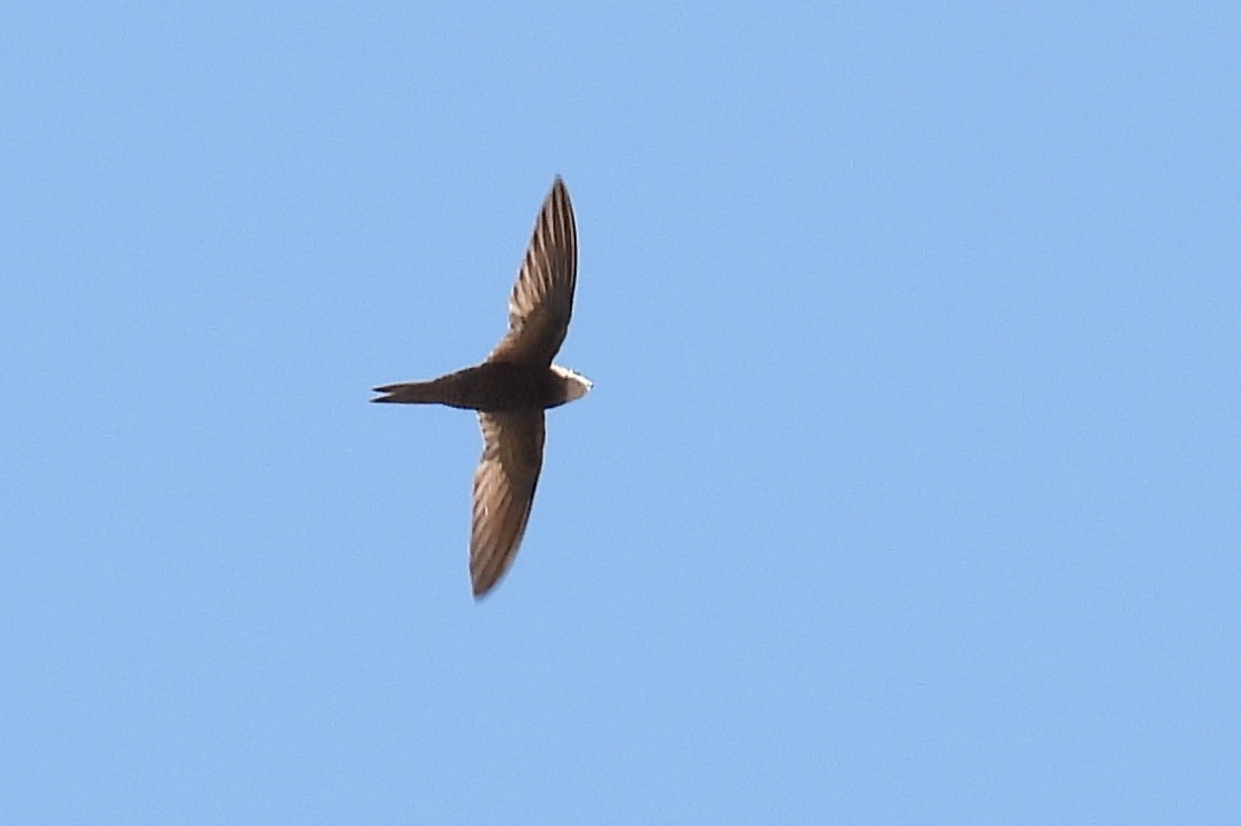 Pallid Swift - ML643142811