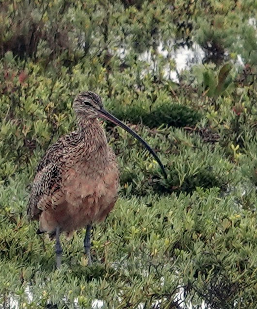 Long-billed Curlew - ML643142817