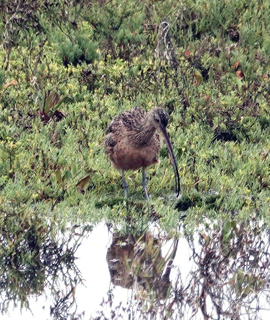 Long-billed Curlew - ML643142829