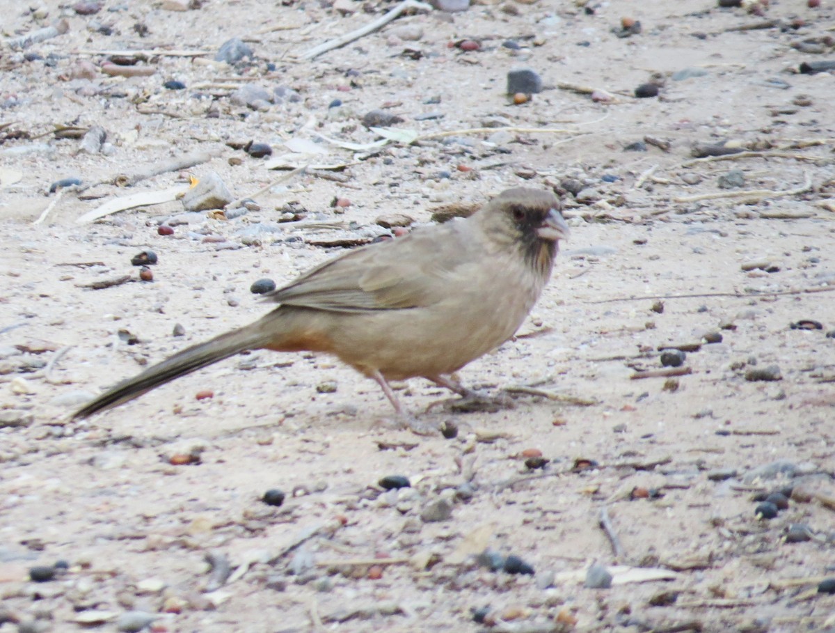 Abert's Towhee - ML643142830