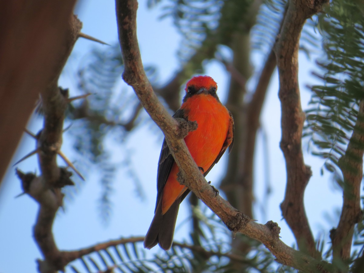 Vermilion Flycatcher - ML643142834