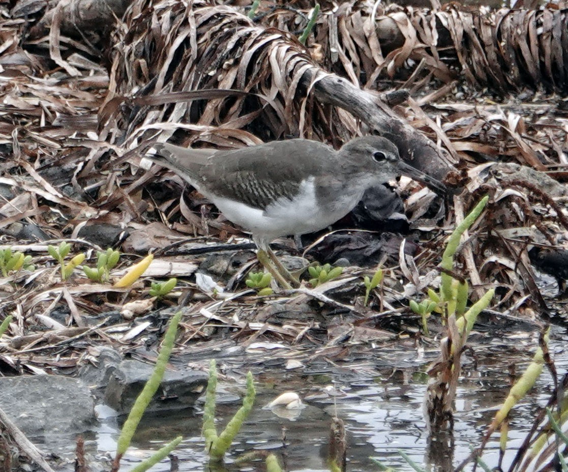 Spotted Sandpiper - ML643142840