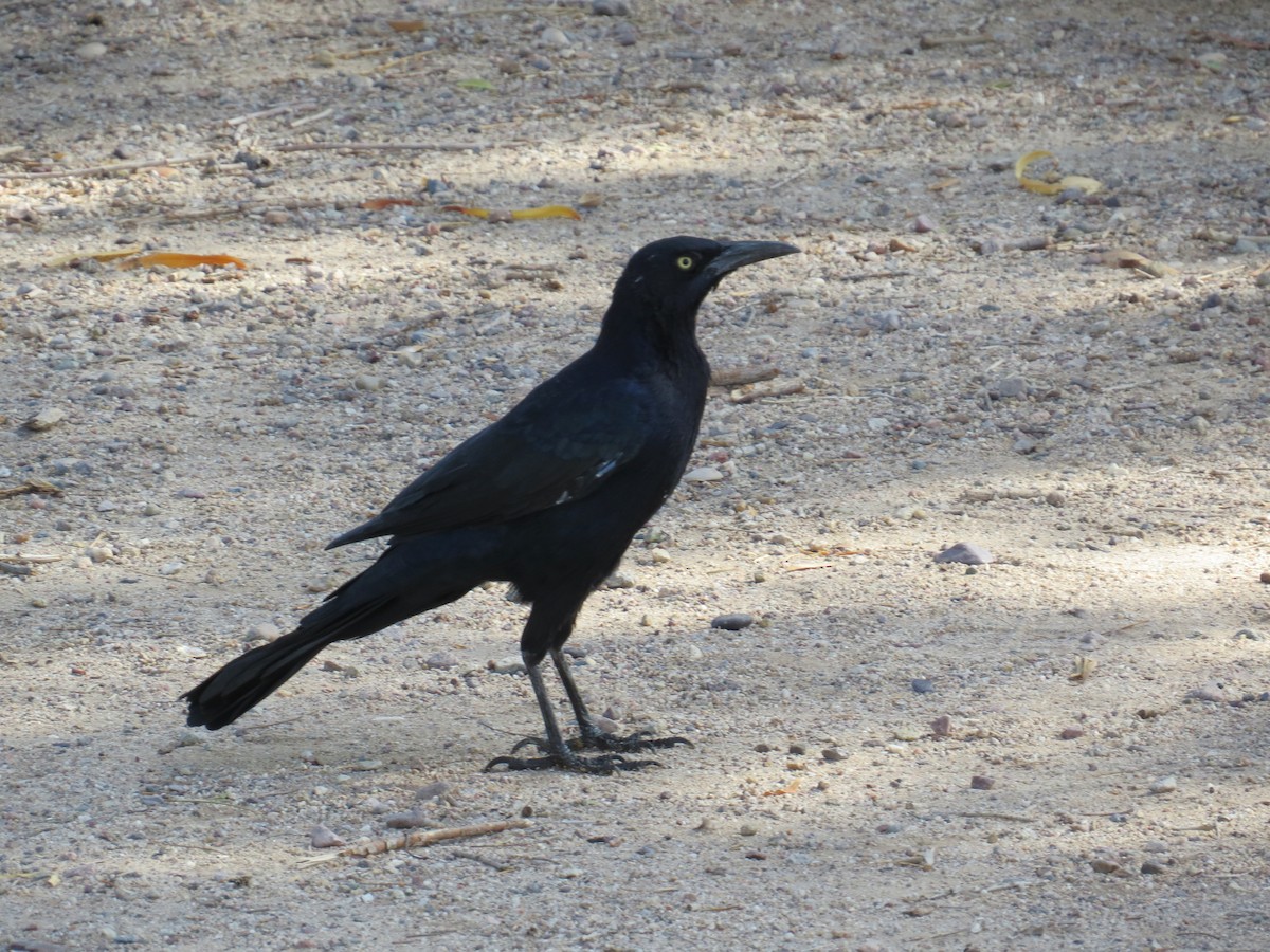 Great-tailed Grackle - ML643142851