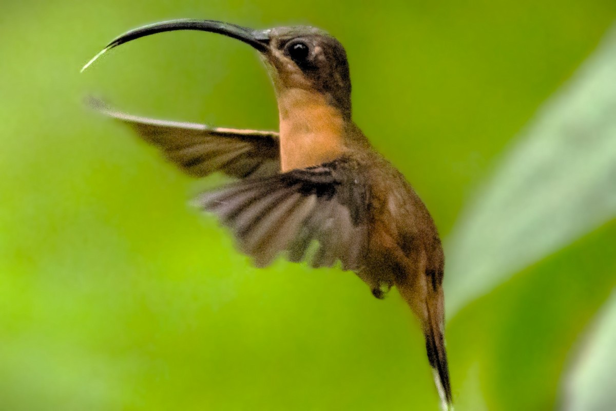 Bronzy Hermit - ML643142880