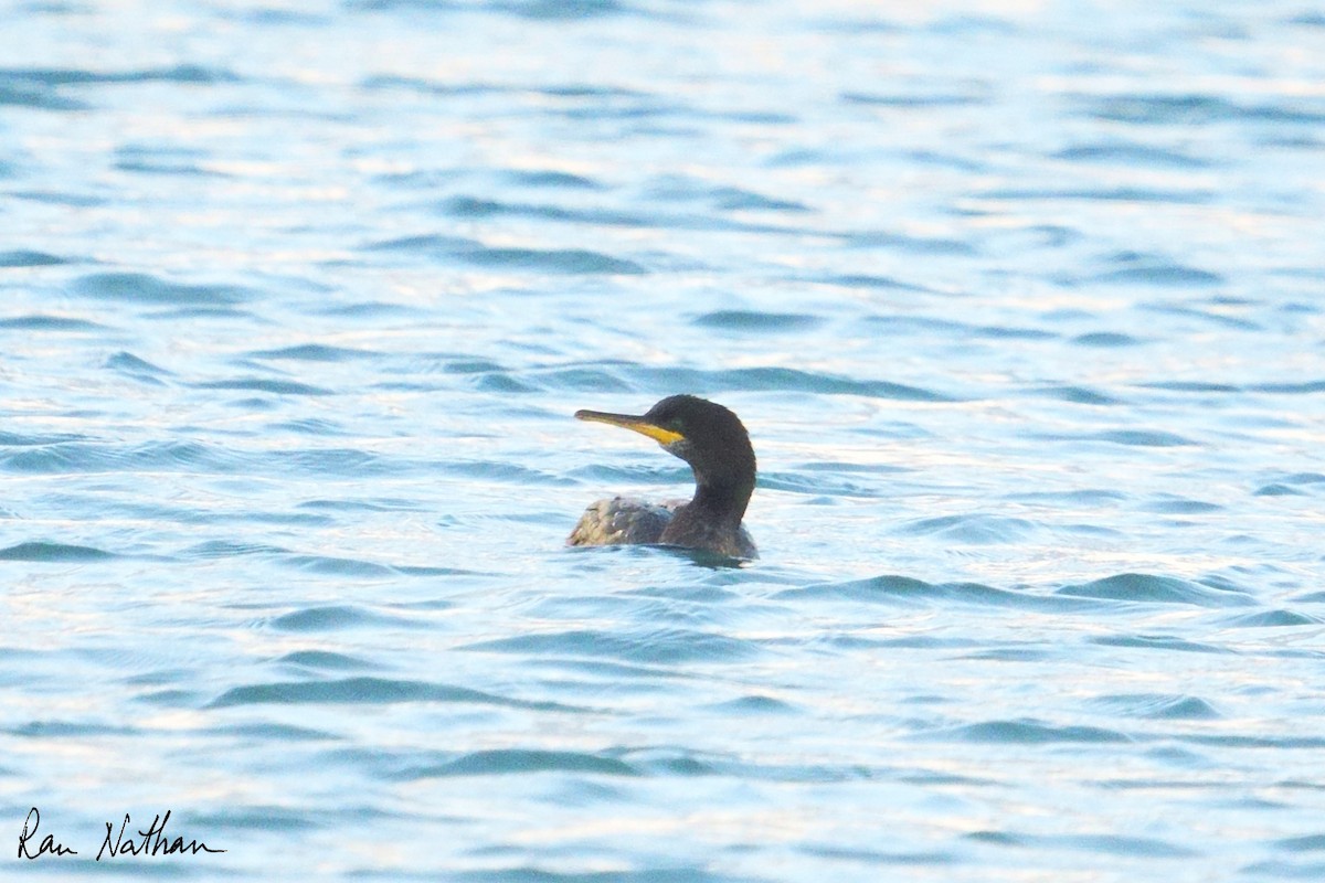 European Shag - ML643142882