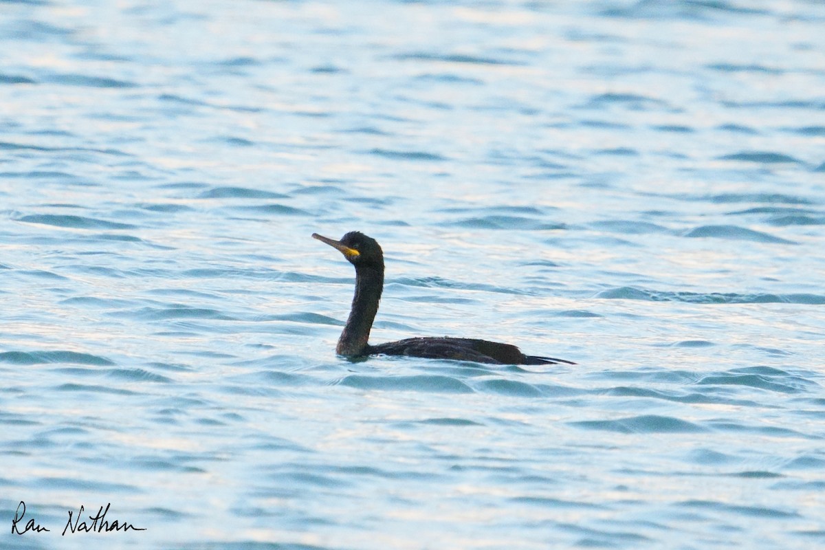 European Shag - ML643142884