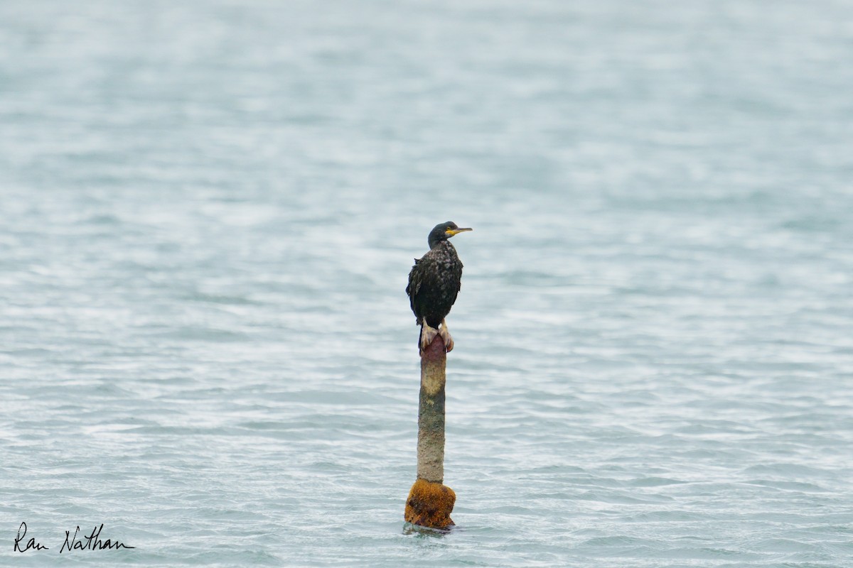 European Shag - ML643142887