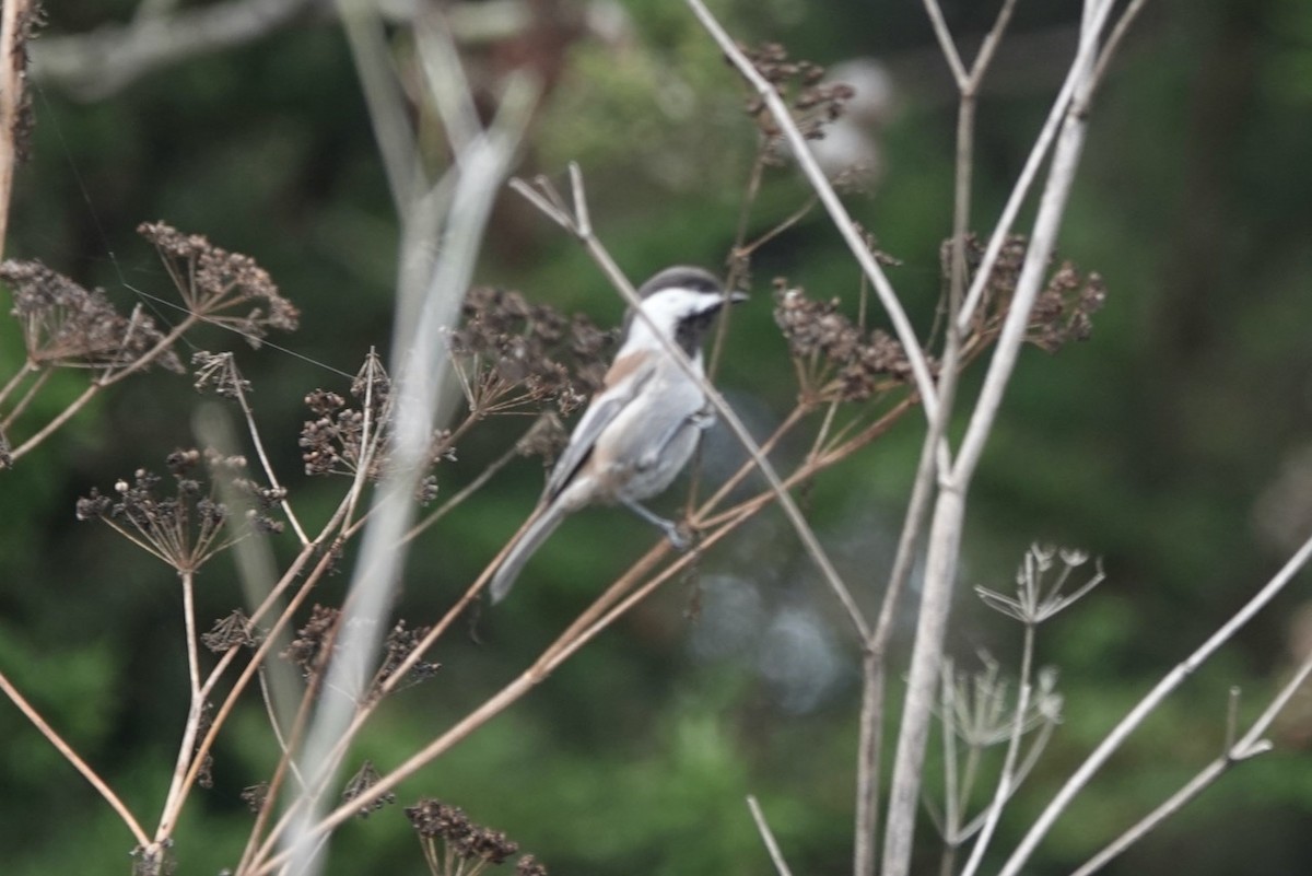 Chestnut-backed Chickadee - ML643142897