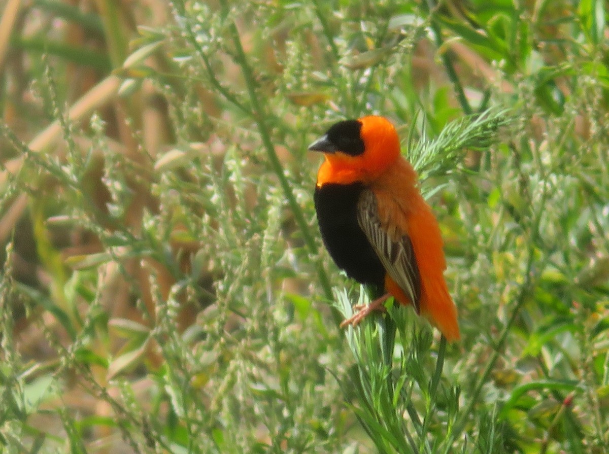 Feuerweber - ML643142898