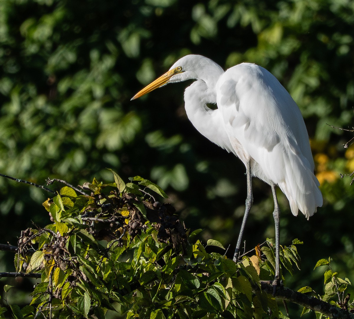 Great Egret - ML643142900