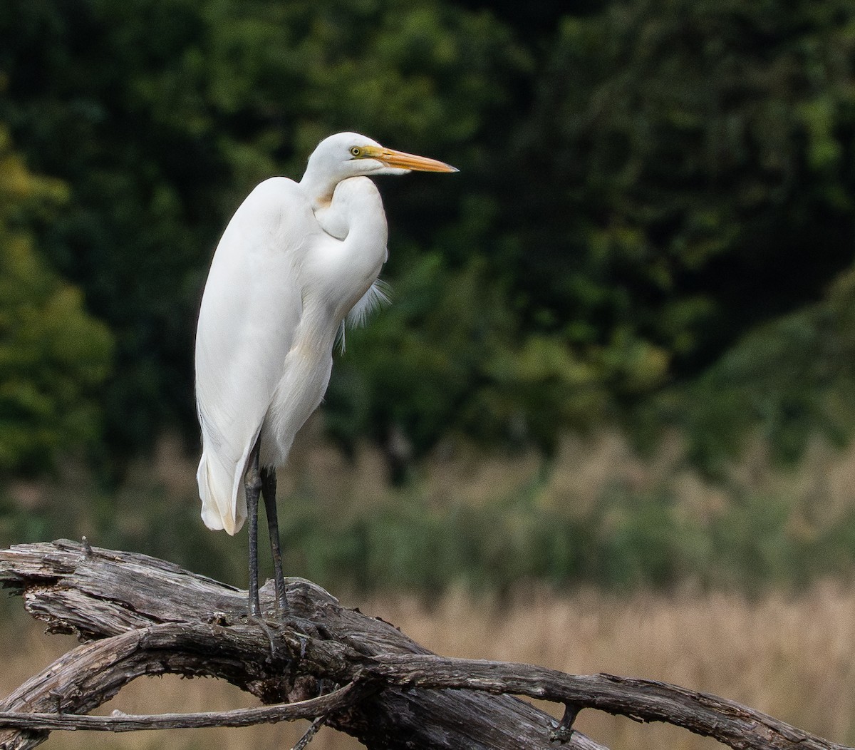 Great Egret - ML643142901
