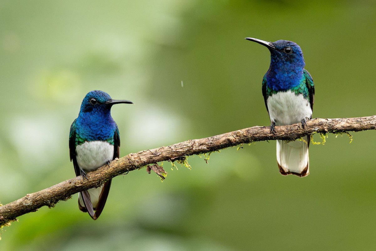 White-necked Jacobin - ML643142902