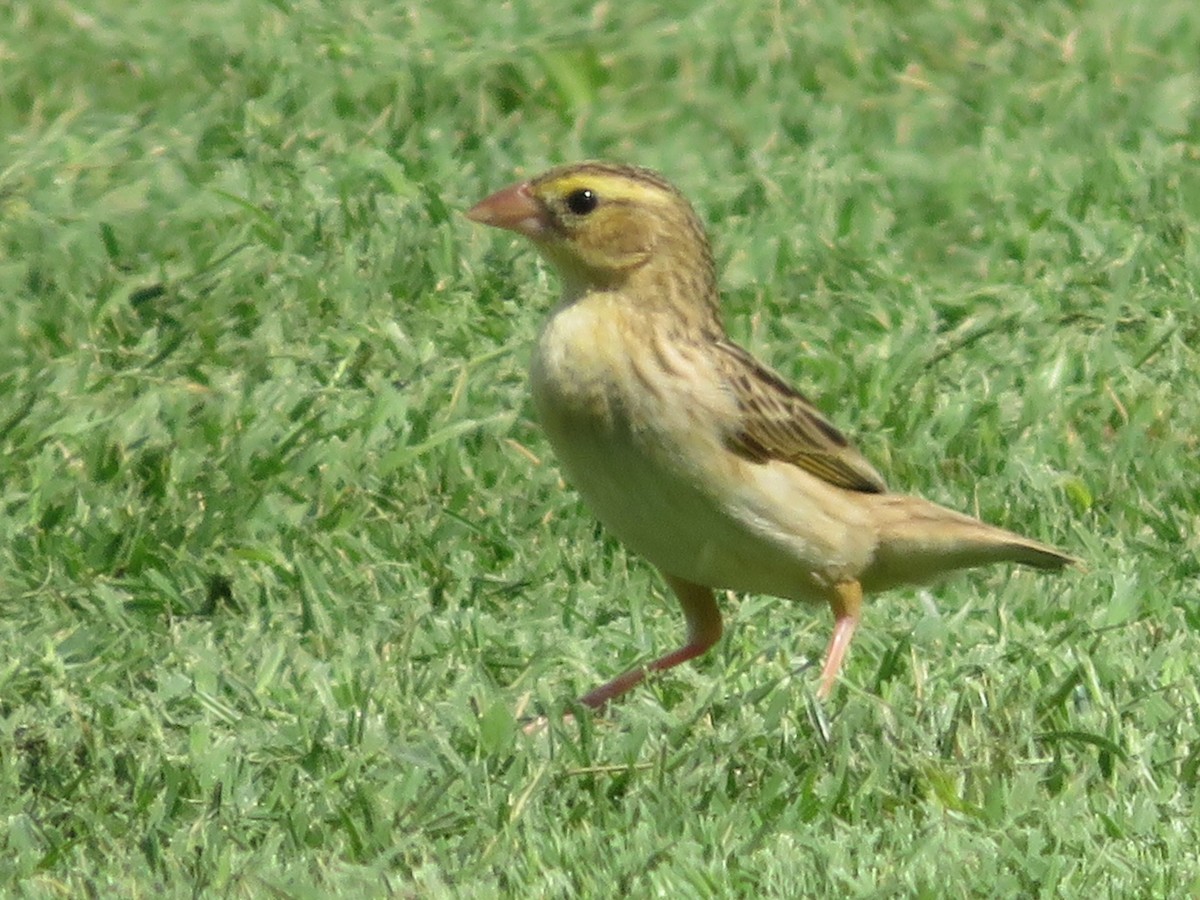 Feuerweber - ML643142904