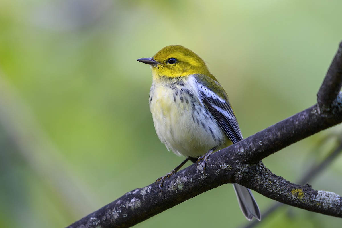 Black-throated Green Warbler - ML643142908