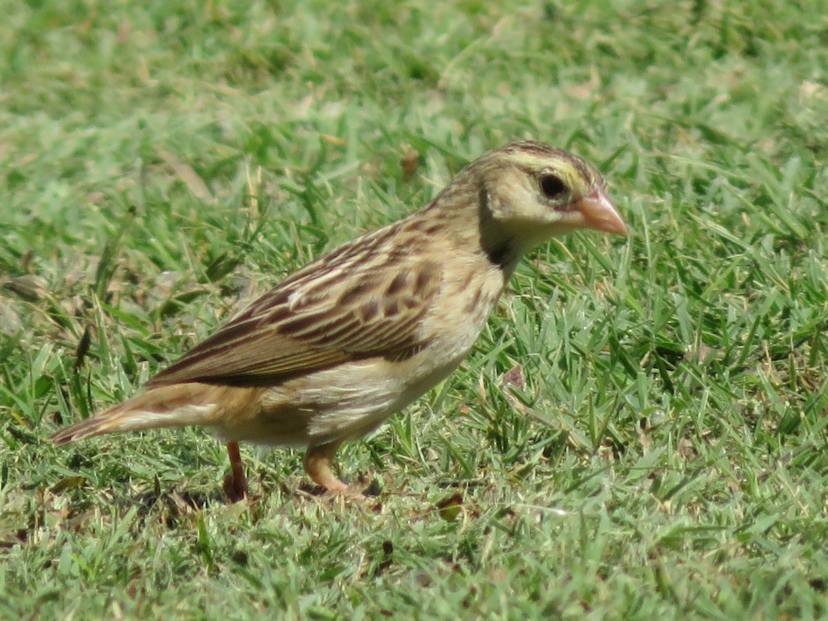 Feuerweber - ML643142911