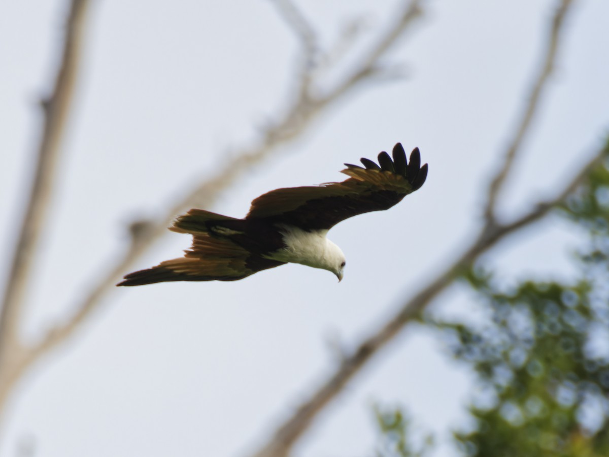 Brahminy Kite - ML643142919