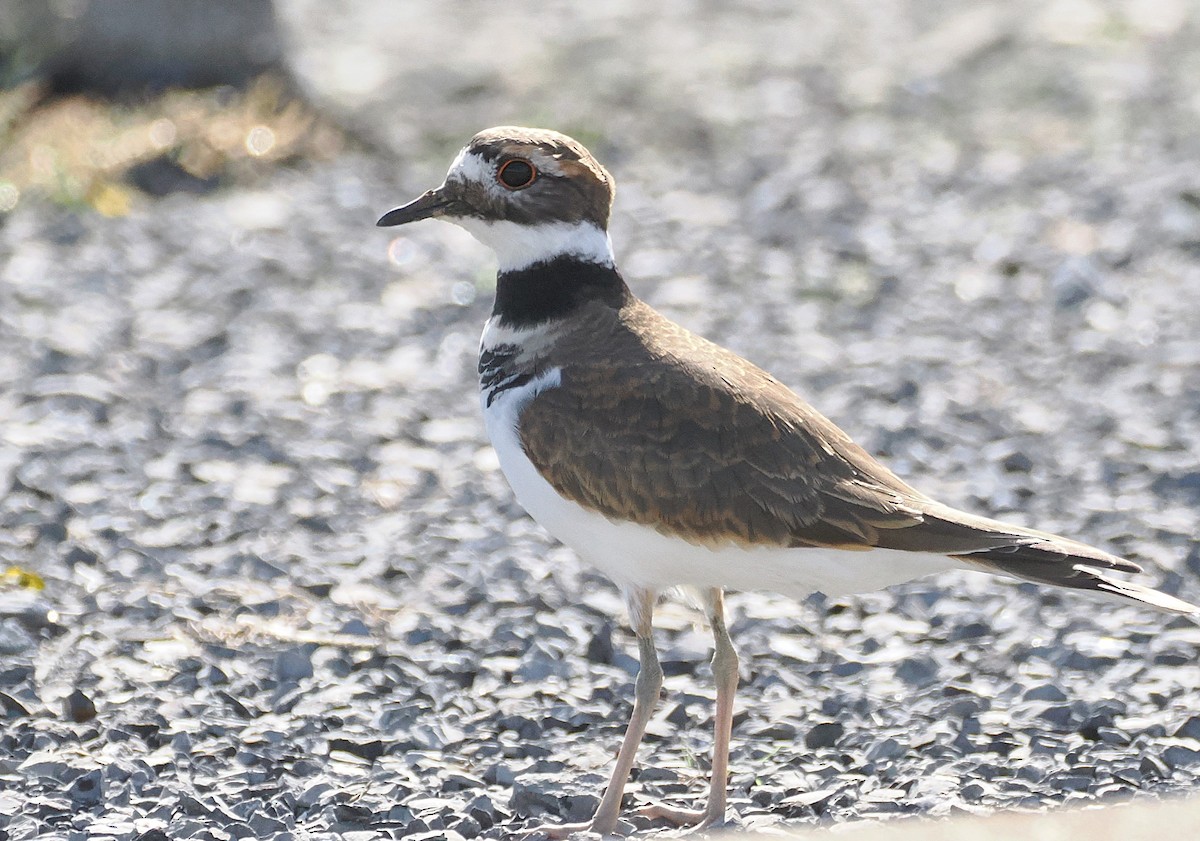 Killdeer - ML643142922