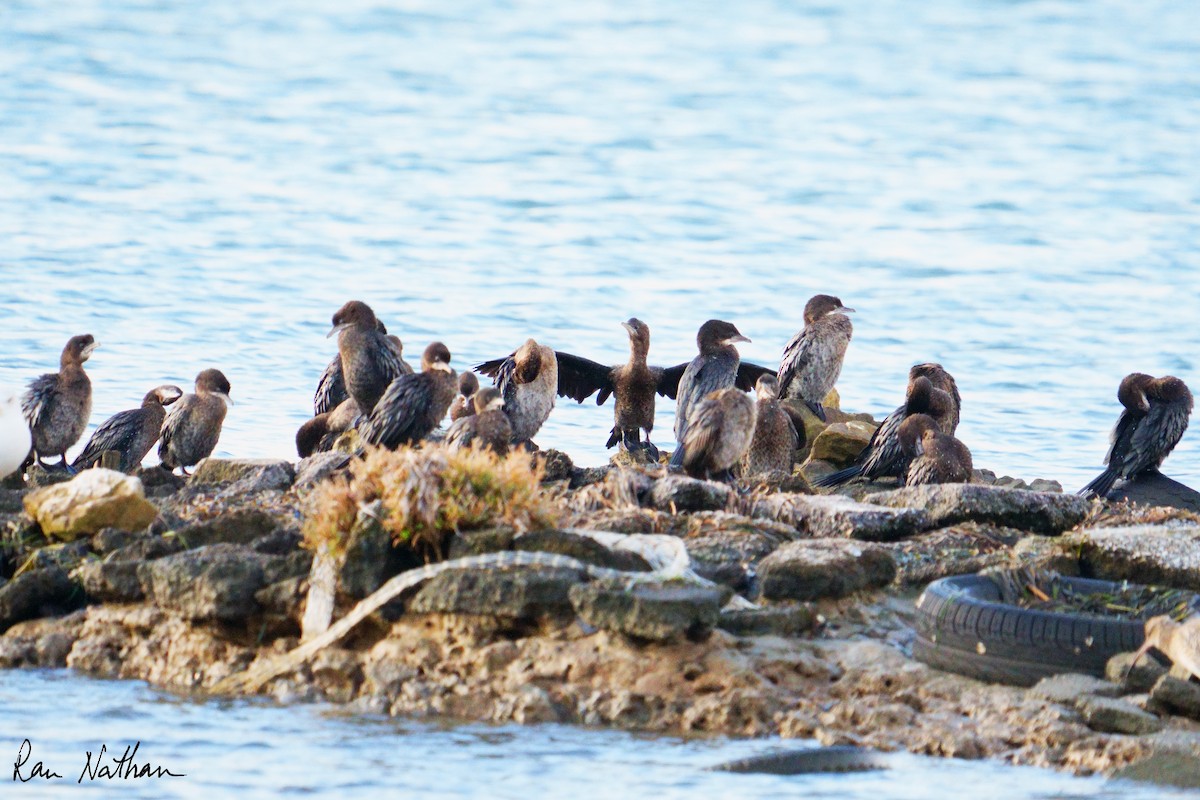 Pygmy Cormorant - ML643142923