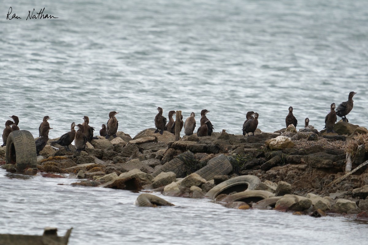 Pygmy Cormorant - ML643142924