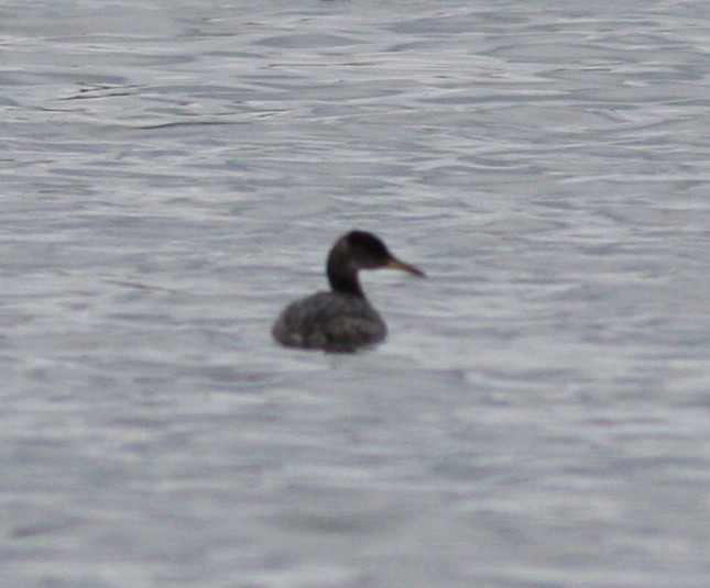 Red-necked Grebe - ML643142926