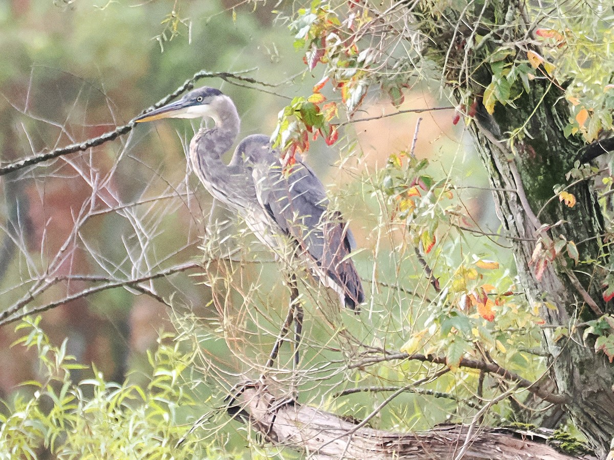 Great Blue Heron - ML643142933