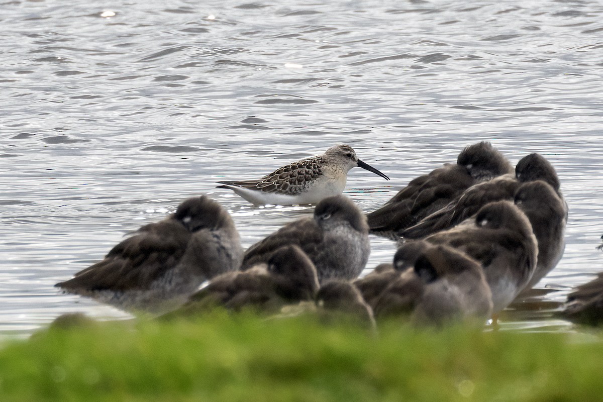 Curlew Sandpiper - ML643142935