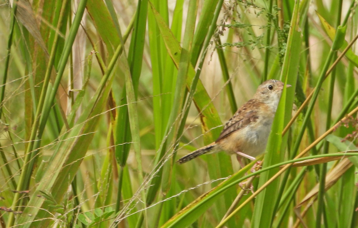 Grass Wren (Northern) - ML643142939