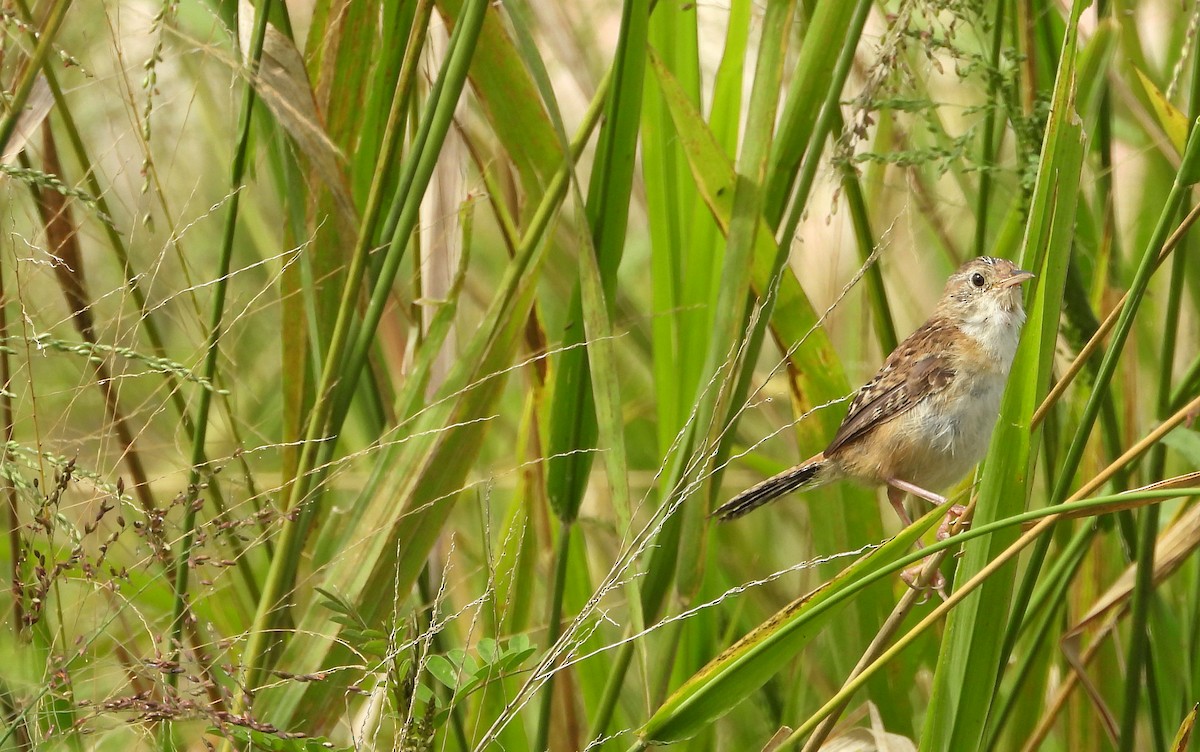 Grass Wren (Northern) - ML643142940