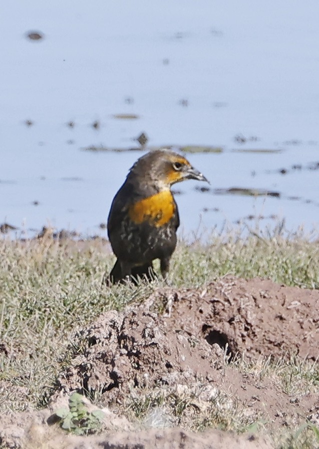 Yellow-headed Blackbird - ML643142943