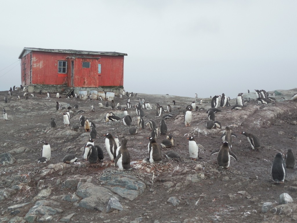 Gentoo Penguin - ML643142948