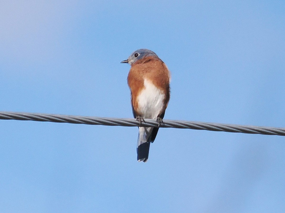 Eastern Bluebird - ML643142955