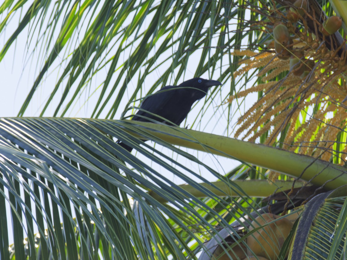 Torresian Crow - ML643142956
