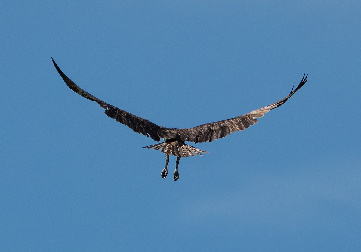 Osprey - ML643142961