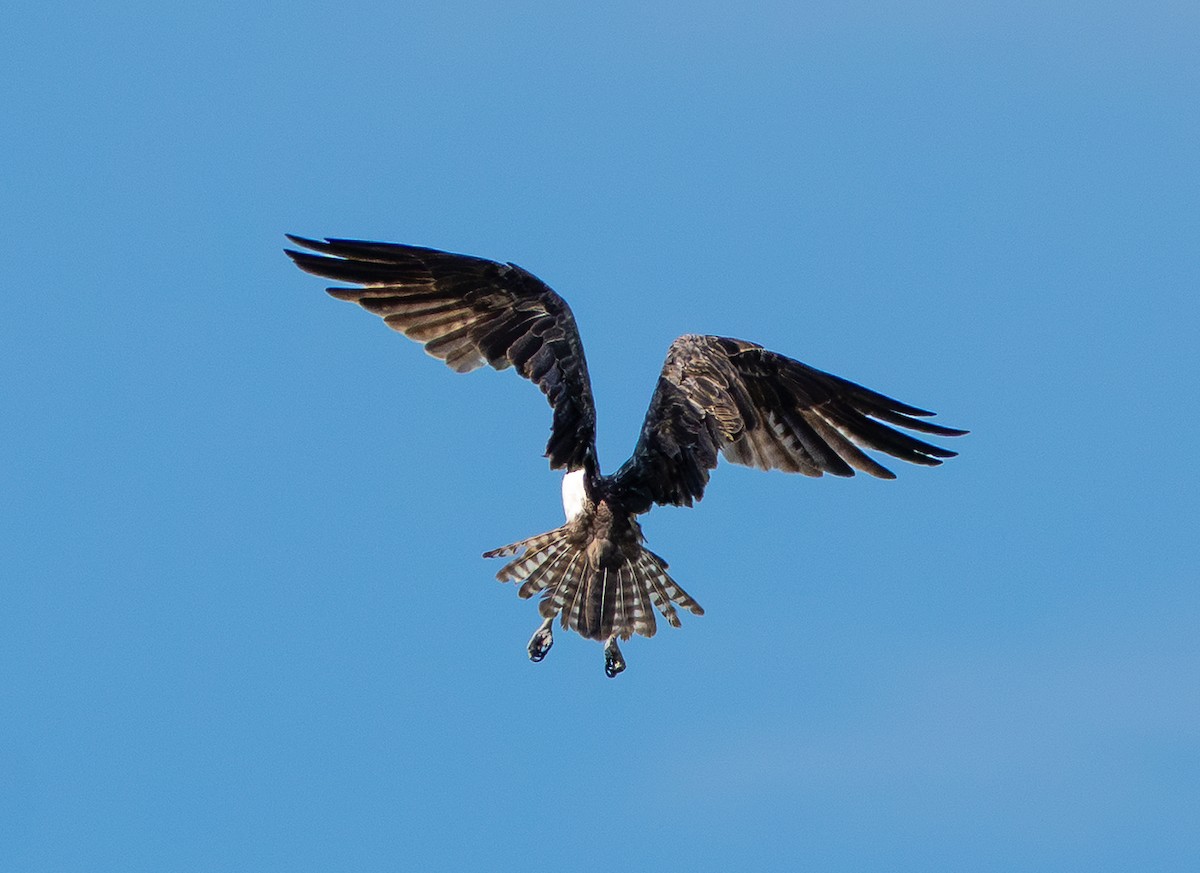 Osprey - ML643142962