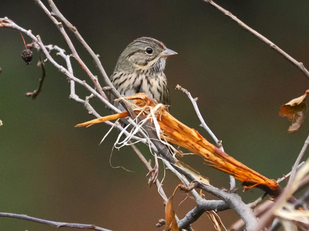 Lincoln's Sparrow - ML643142964
