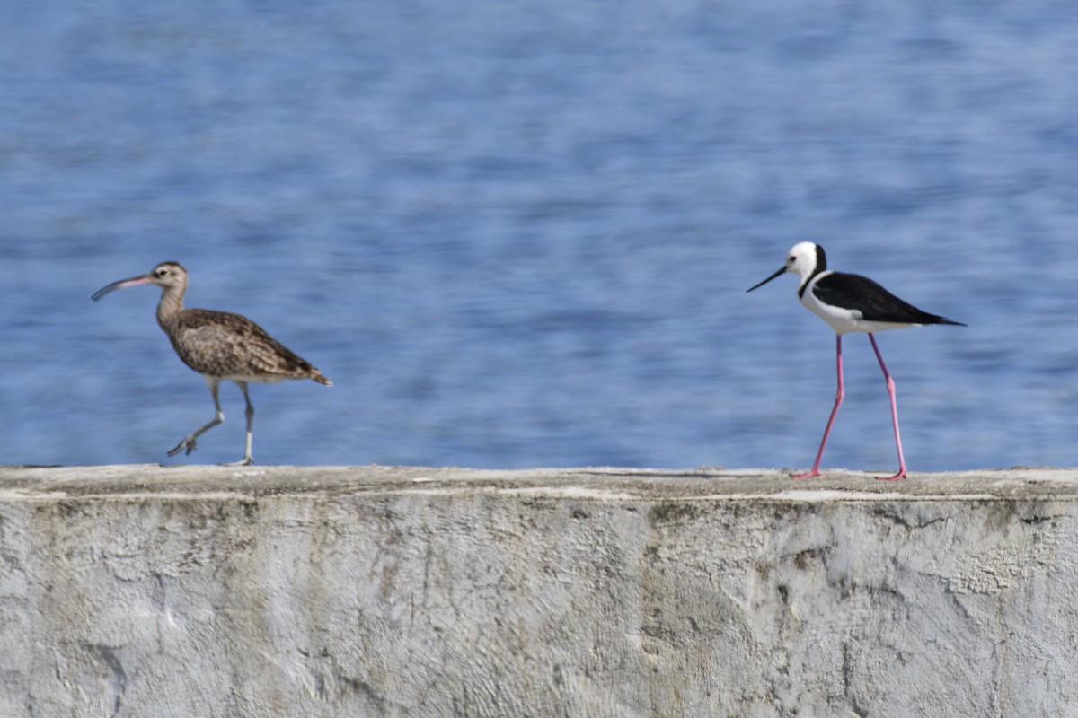 Whimbrel - ML643142968