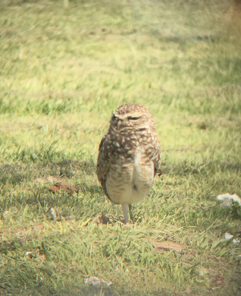 Burrowing Owl - ML643142984