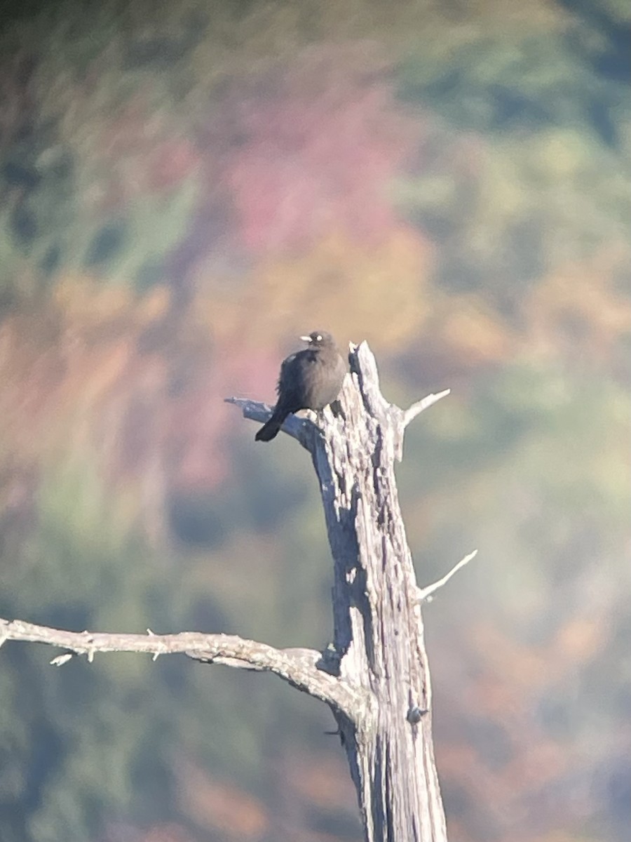 Rusty Blackbird - ML643142985