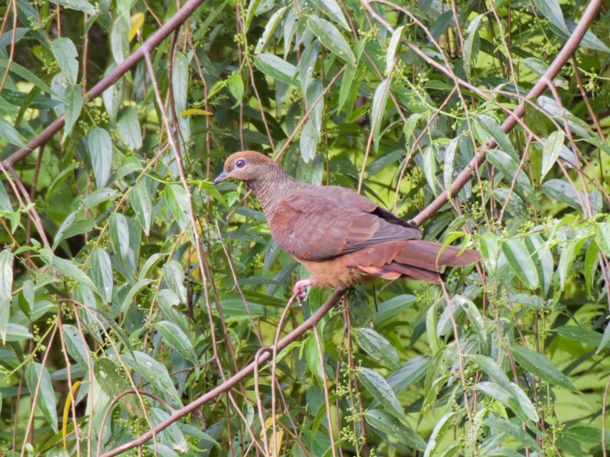 Sultan's Cuckoo-Dove - ML643142987