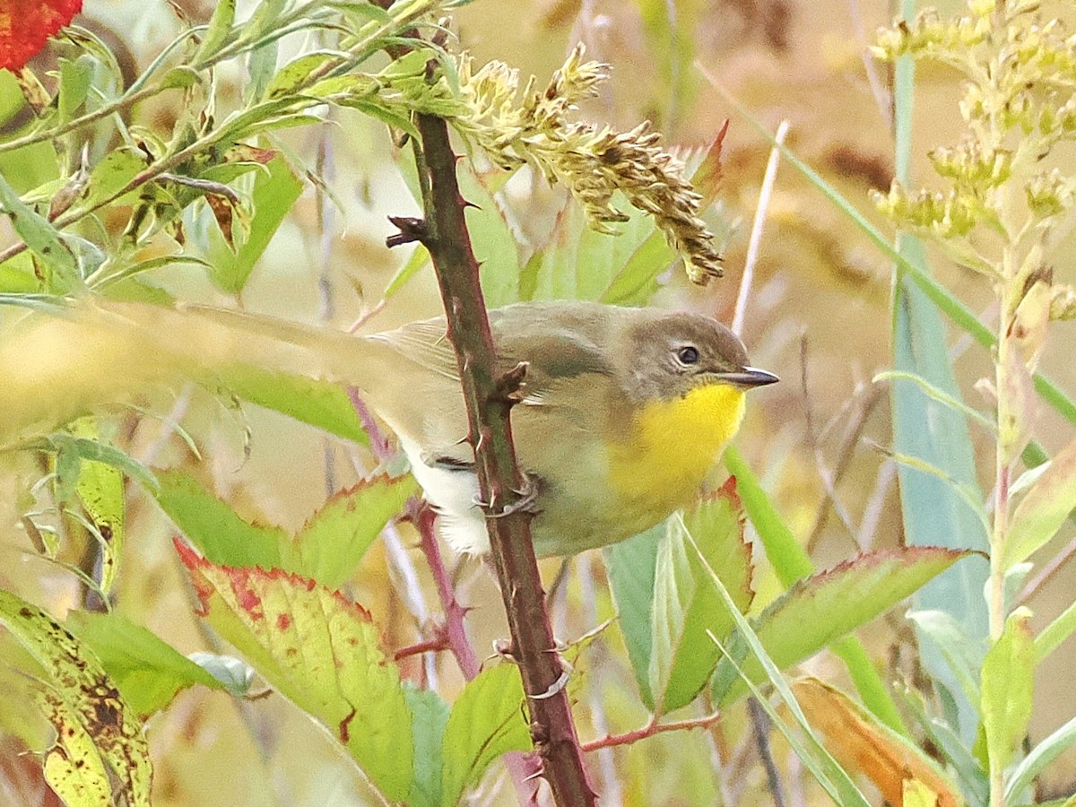 Common Yellowthroat - ML643143000