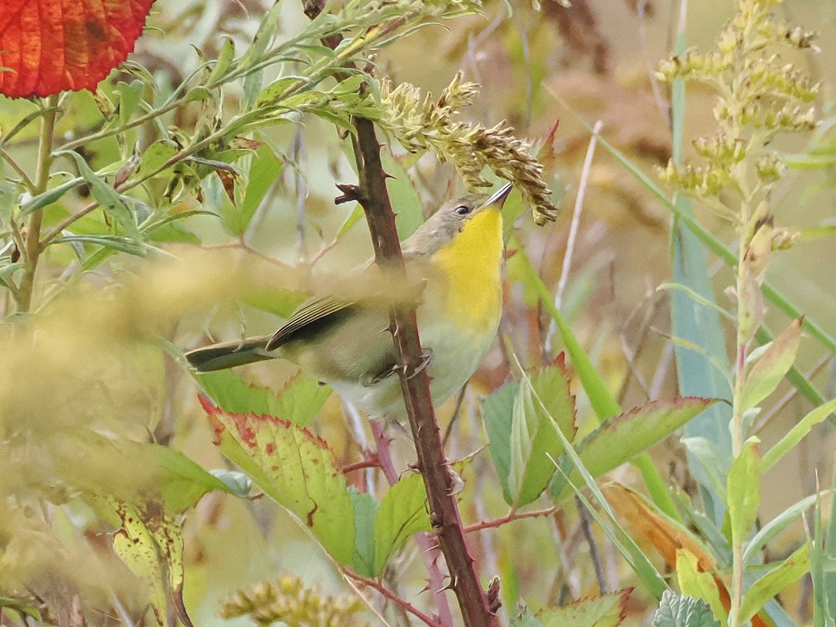 Common Yellowthroat - ML643143001