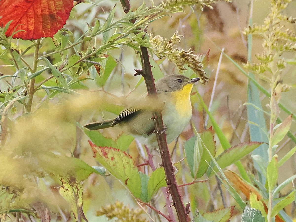 Common Yellowthroat - ML643143002