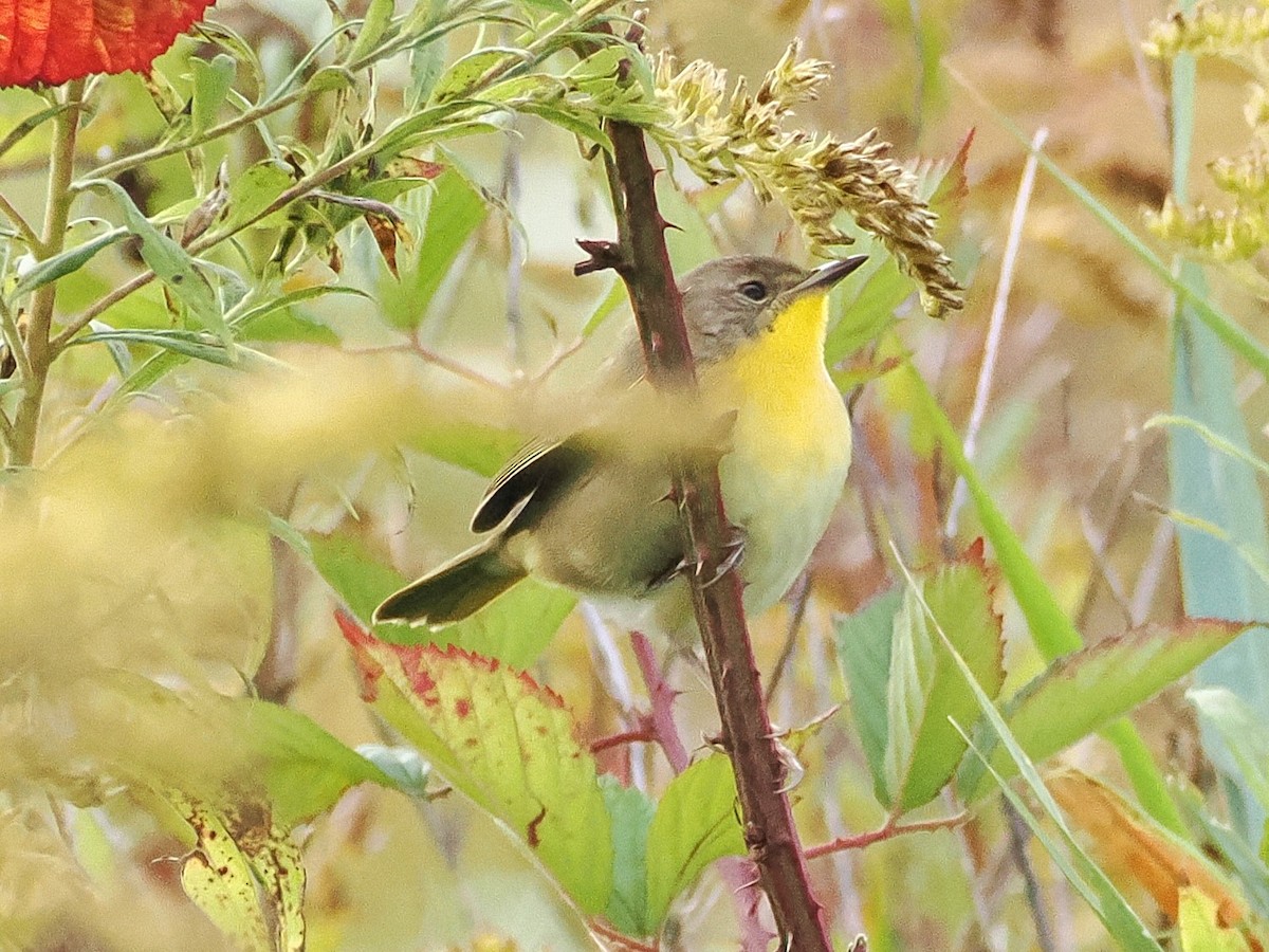 Common Yellowthroat - ML643143003