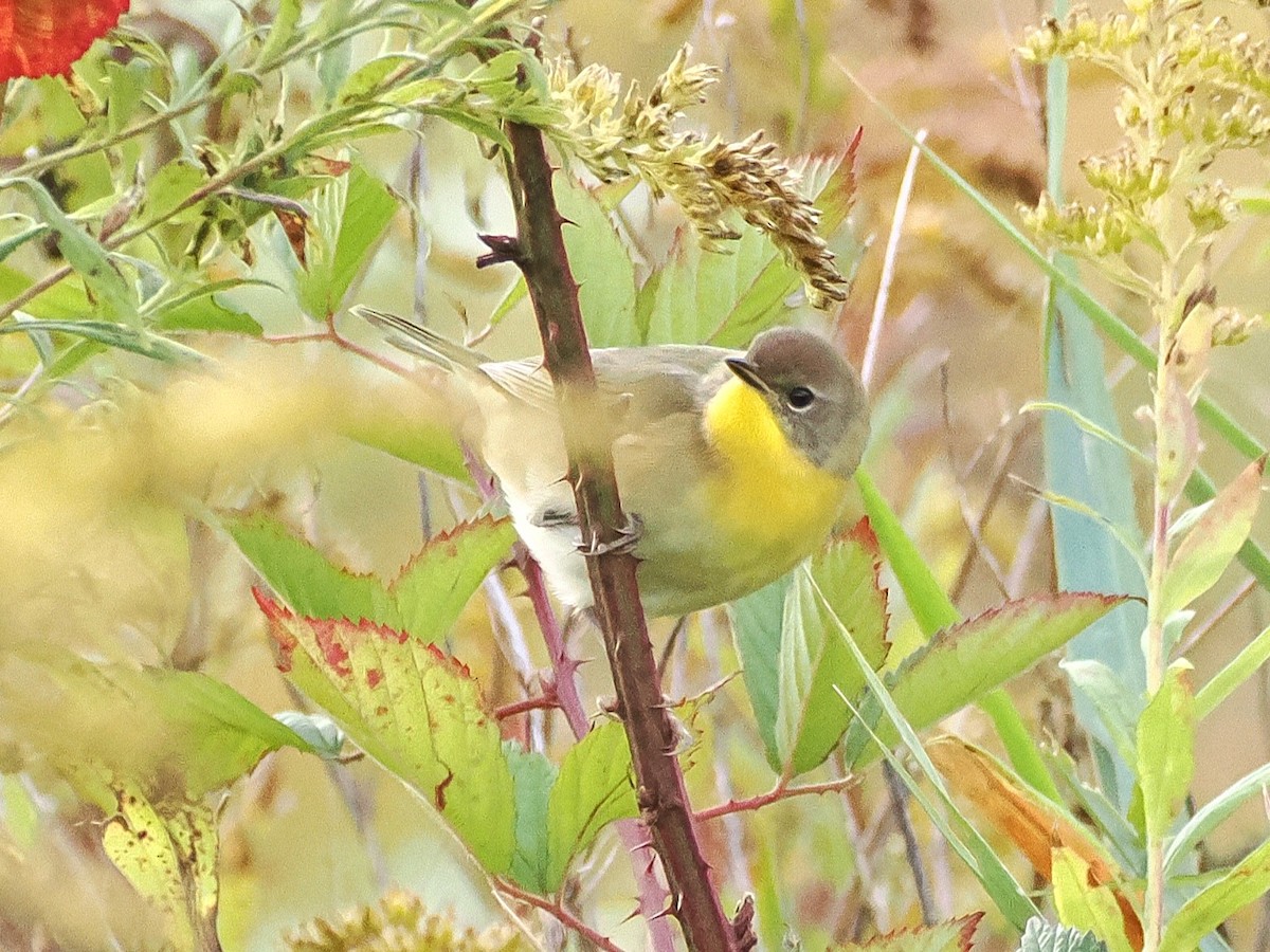 Common Yellowthroat - ML643143004