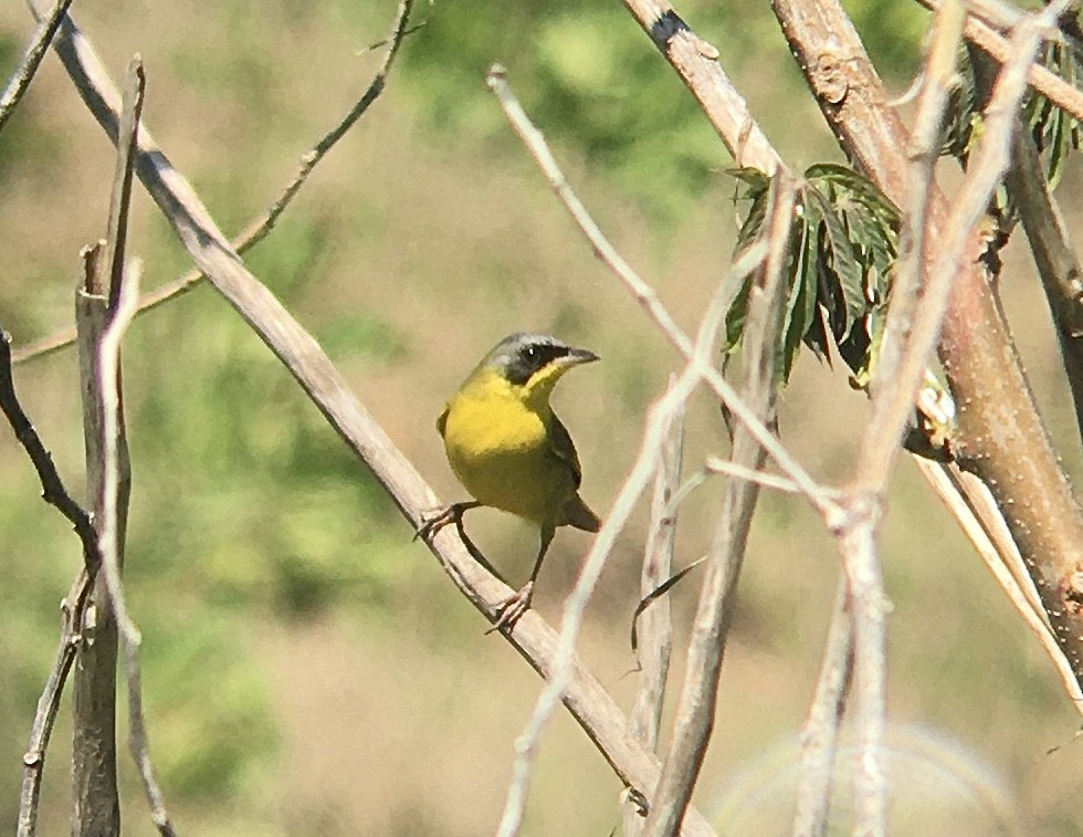 Southern Yellowthroat - ML643143021