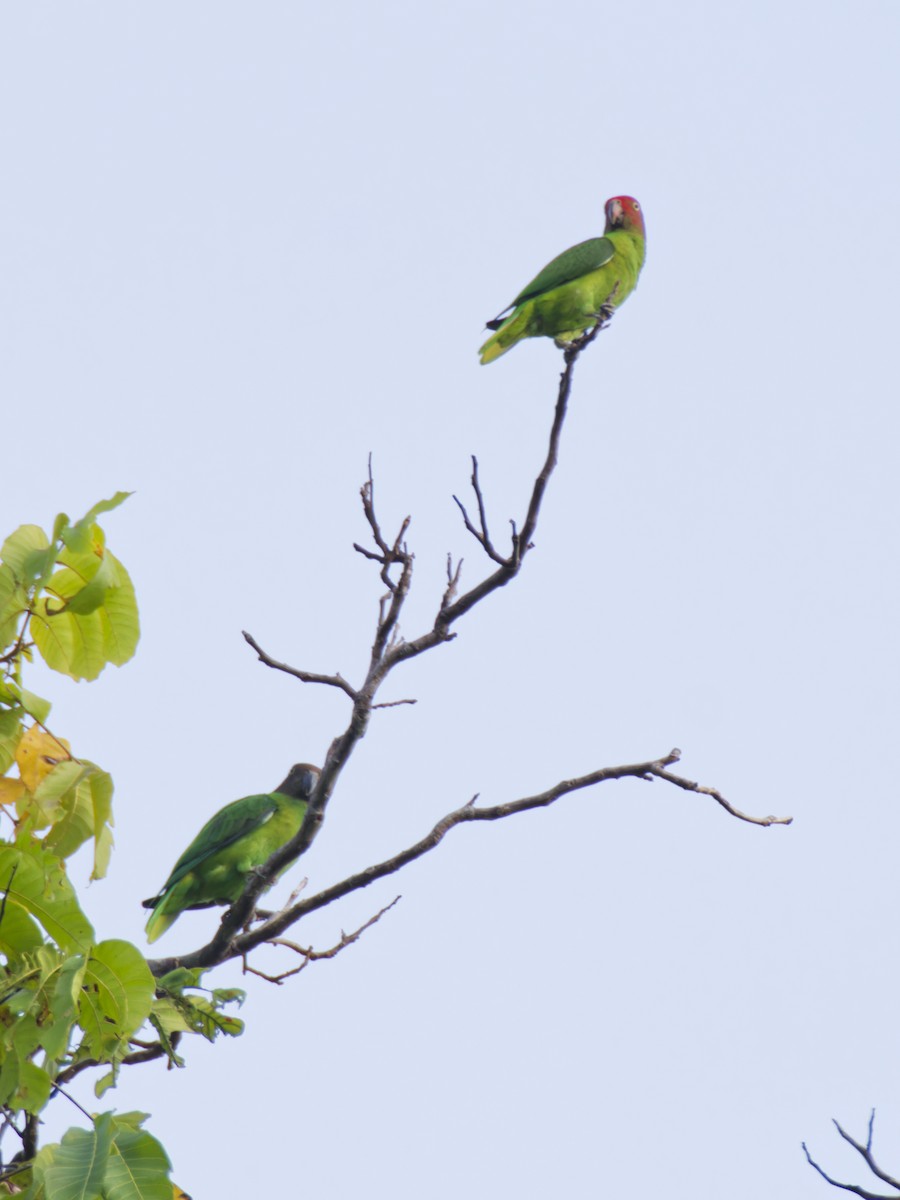 Red-cheeked Parrot - ML643143022